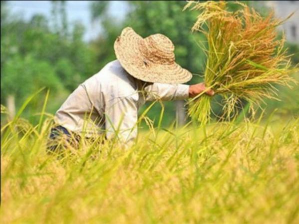 استعلام قیمت بیمه جهاد کشاورزی