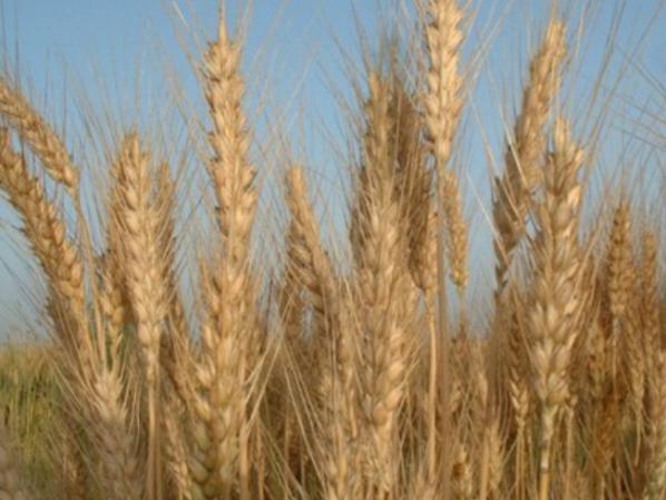 مزیت استفاده از بیمه جهاد کشاورزی