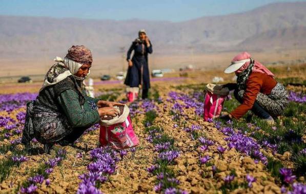 همه چیز در مورد بیمه روستاییان