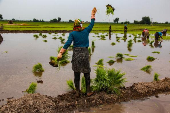 قیمت انواع بیمه روستایی