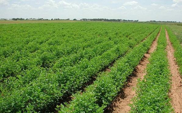 ارائه خدمات بیمه جهاد کشاورزی