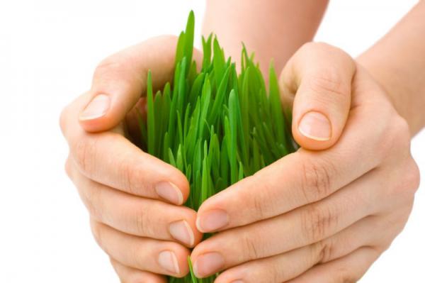 از بیمه جهاد کشاورزی چه می دانید؟